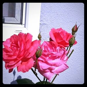 Meet your Posher, Yessi